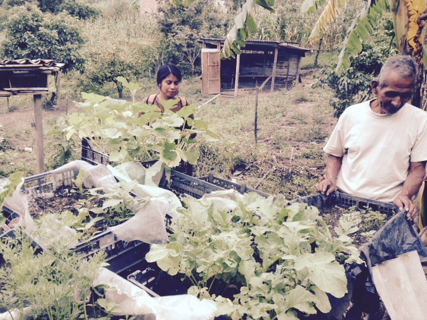 Examining the plants. 