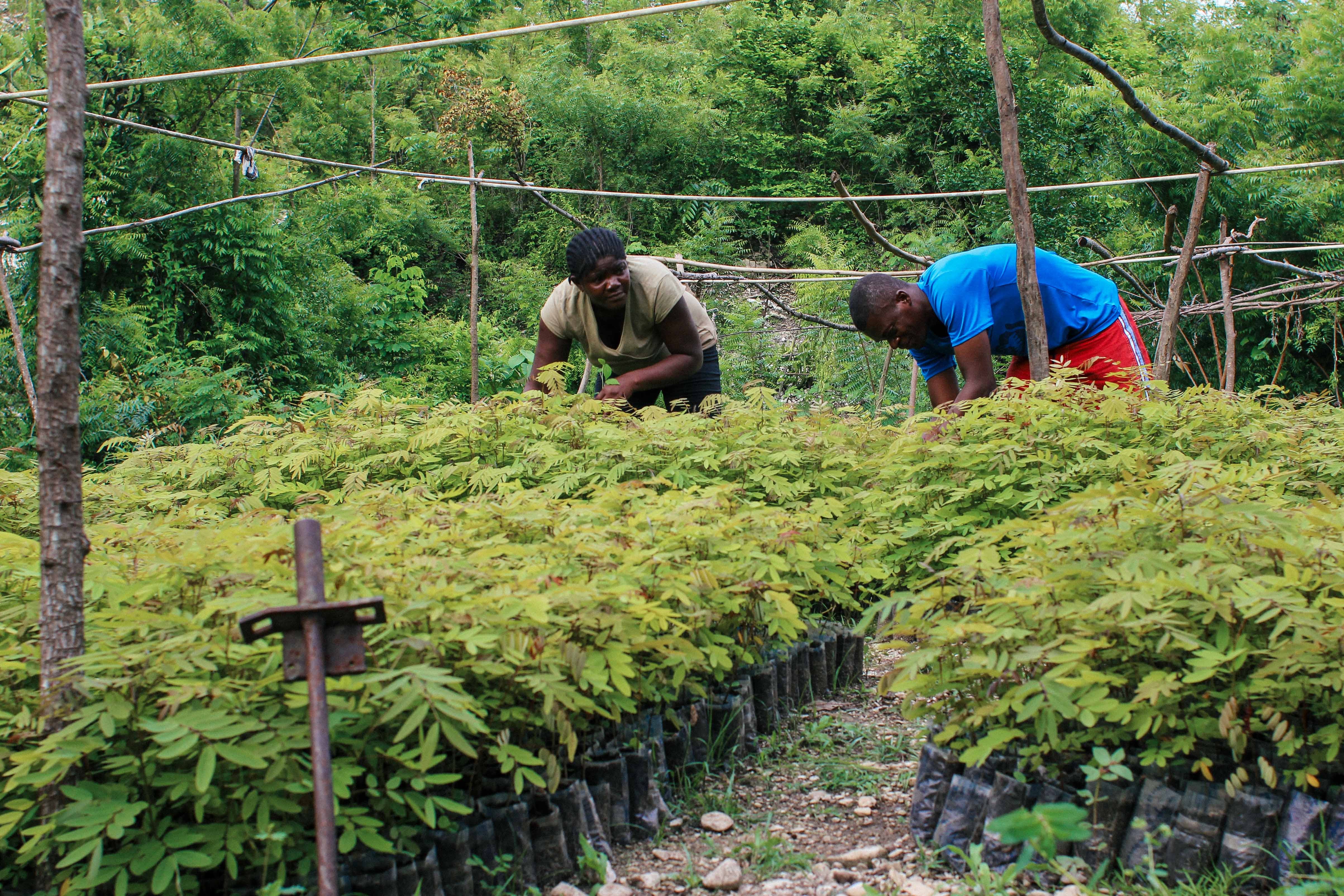 Tree nursery committee members (L) Dornè Rosena, treasurer (L) and Toussaint Dieuseul, President (R) tend to the seedlings. Kristan. Ted Oswald.