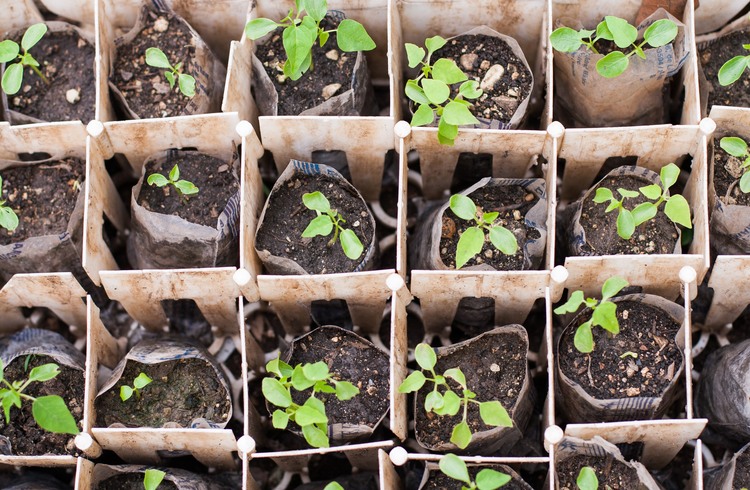 Community tree nursery in Kristan. Anna Vogt.