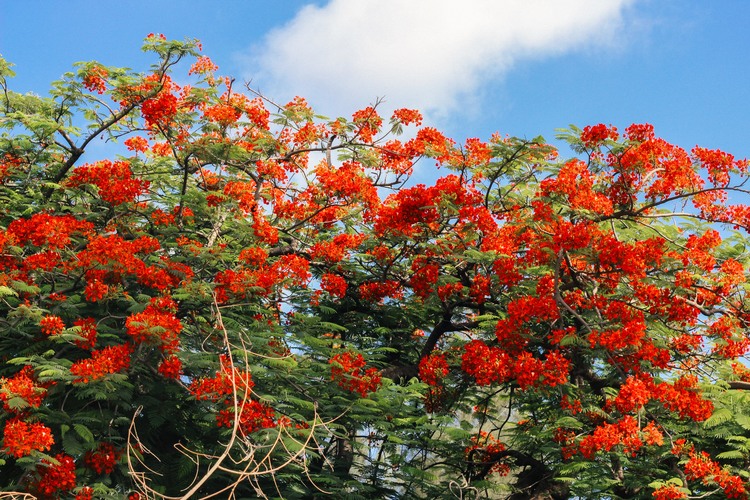 Flamboyant tree, Port-au-Prince. Katharine Oswald.