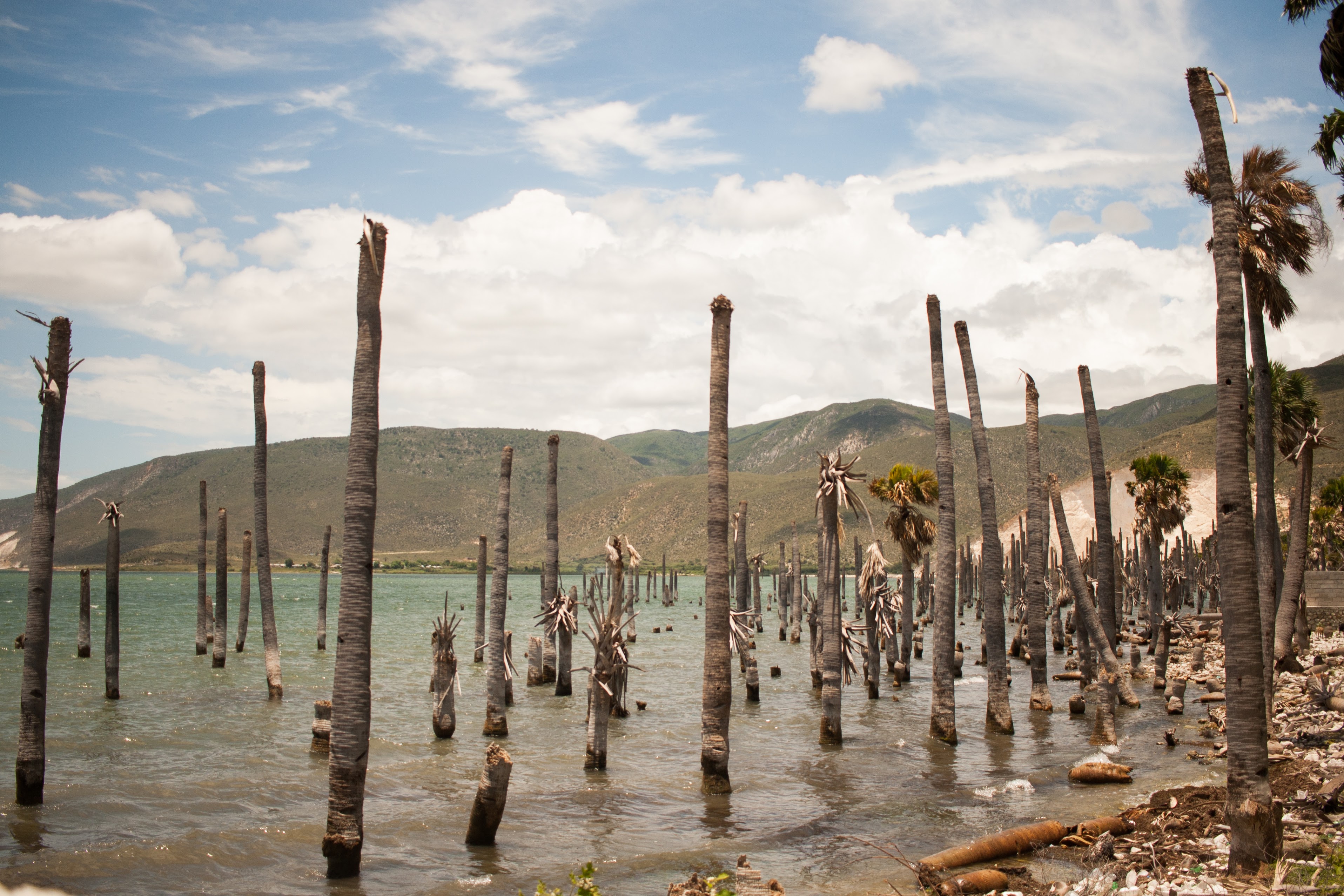 Stripped palms on Lake Peligre, in the border area of Malpasse. Anna Vogt.